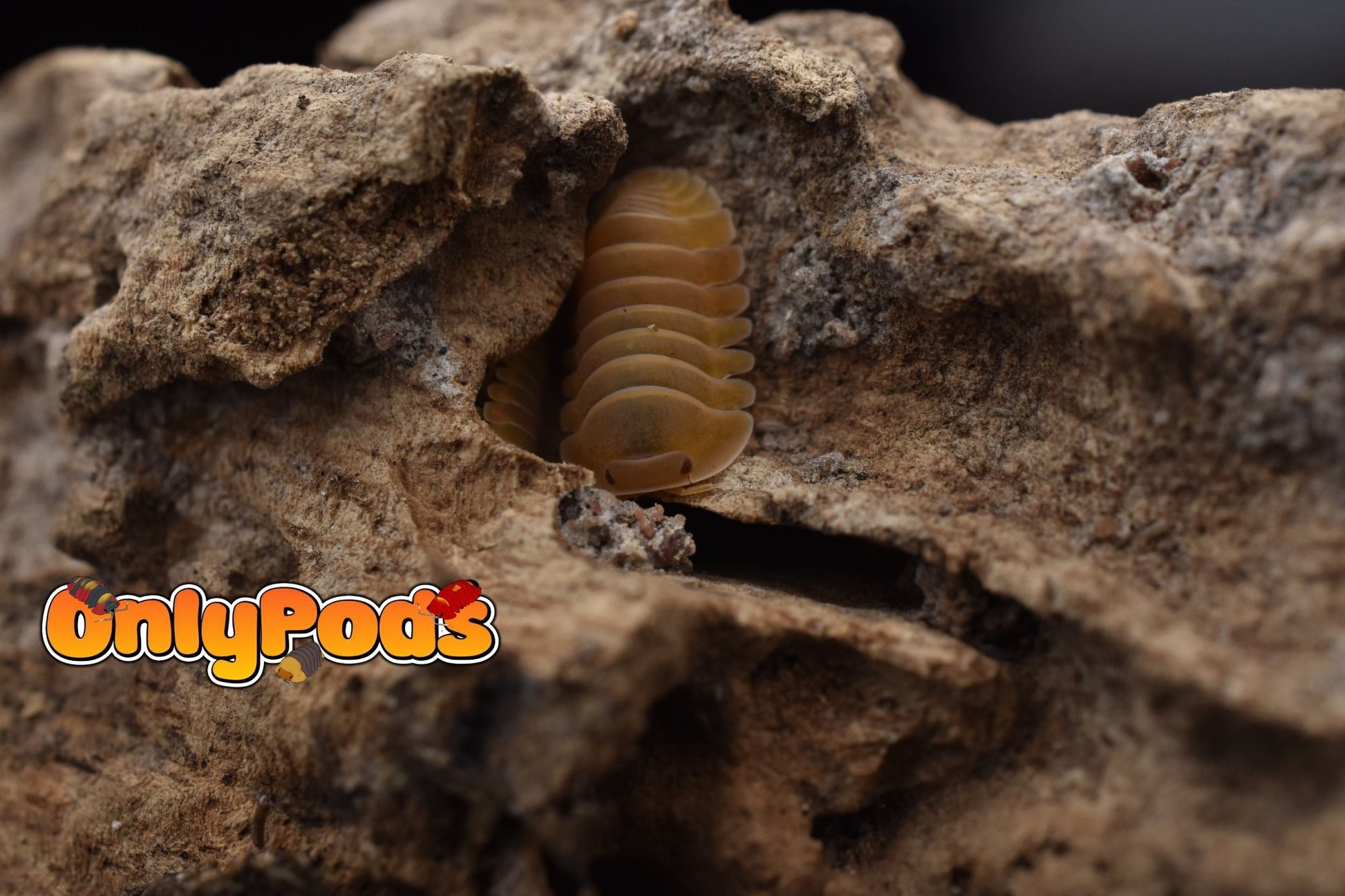 Cubaris Amber Patternless Isopod for sale UK - OnlyPods