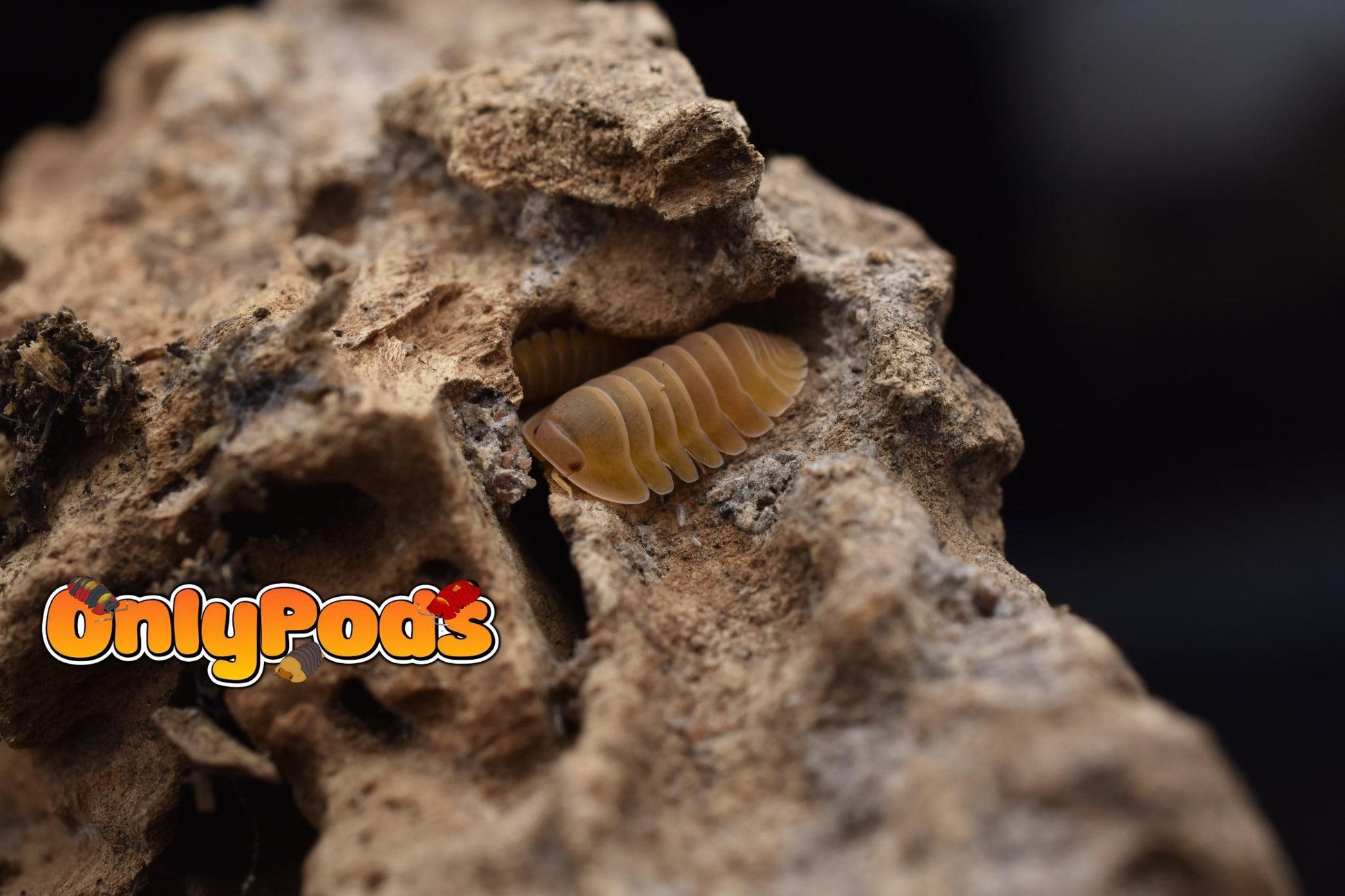 Cubaris Amber Patternless Isopod for sale UK - OnlyPods