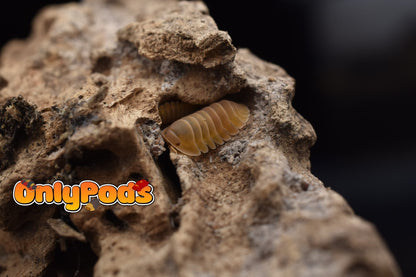 Cubaris Amber Patternless Isopod for sale UK - OnlyPods