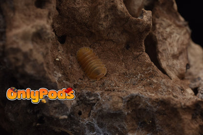 Cubaris Amber Patternless Isopod for sale UK - OnlyPods