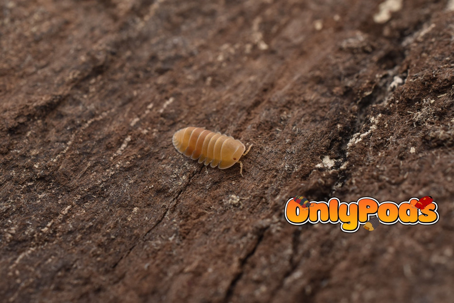 Cubaris Amber Patternless Isopod for sale UK - OnlyPods