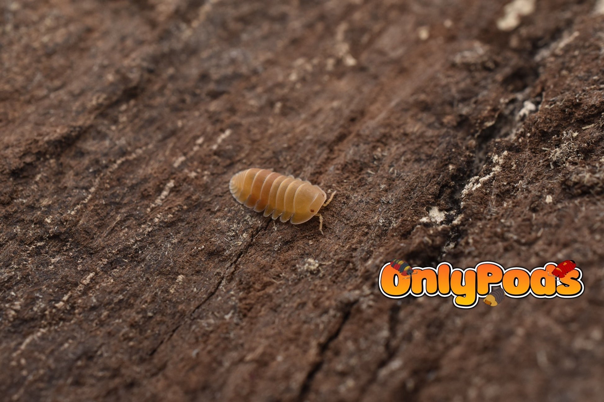 Cubaris Amber Patternless Isopod for sale UK - OnlyPods