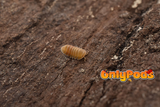 Cubaris Amber Patternless Isopod for sale UK - OnlyPods