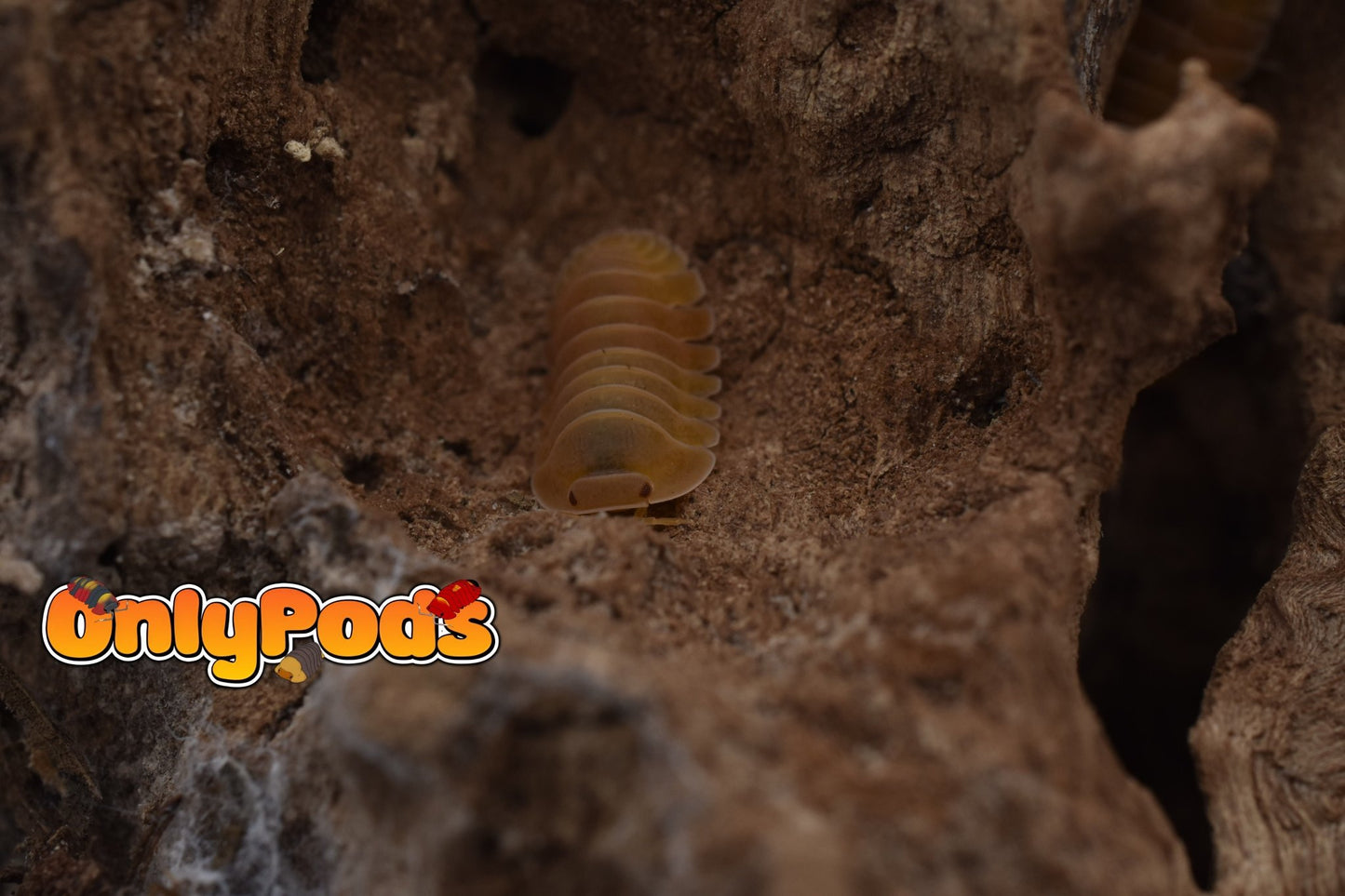 Cubaris Amber Patternless Isopod for sale UK - OnlyPods