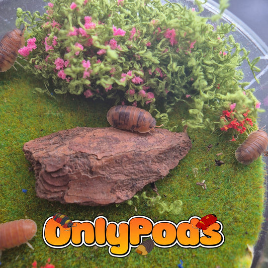 Cubaris Anemone Isopod for sale UK - OnlyPods