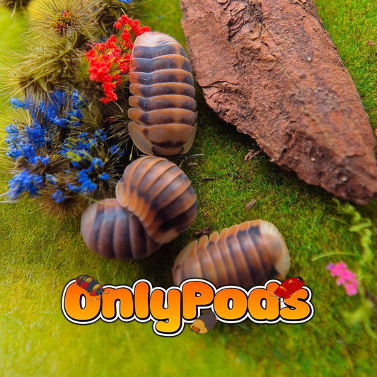 Cubaris Angry Monk Isopod for sale UK - OnlyPods