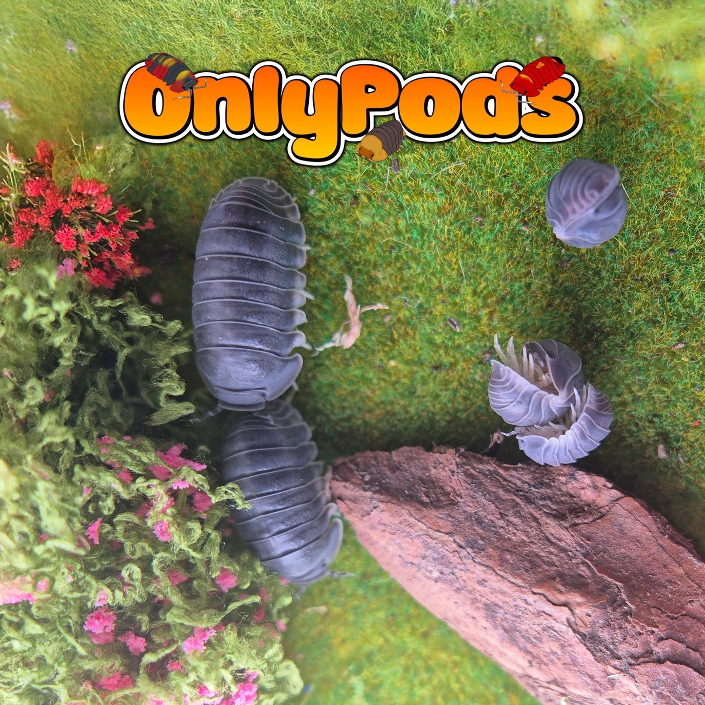 Cubaris Big Blue Isopod for sale UK - OnlyPods