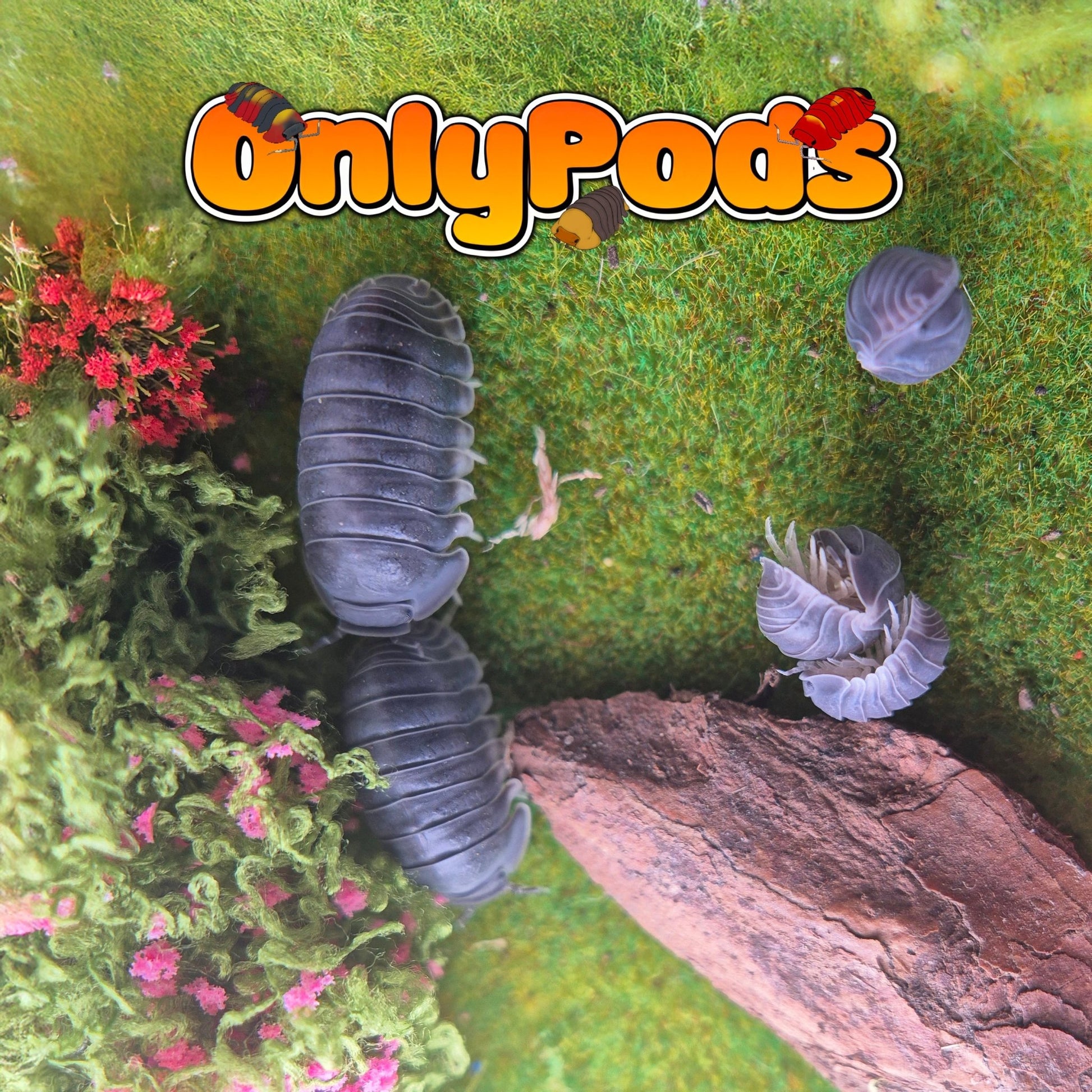 Cubaris Big Blue Isopod for sale UK - OnlyPods