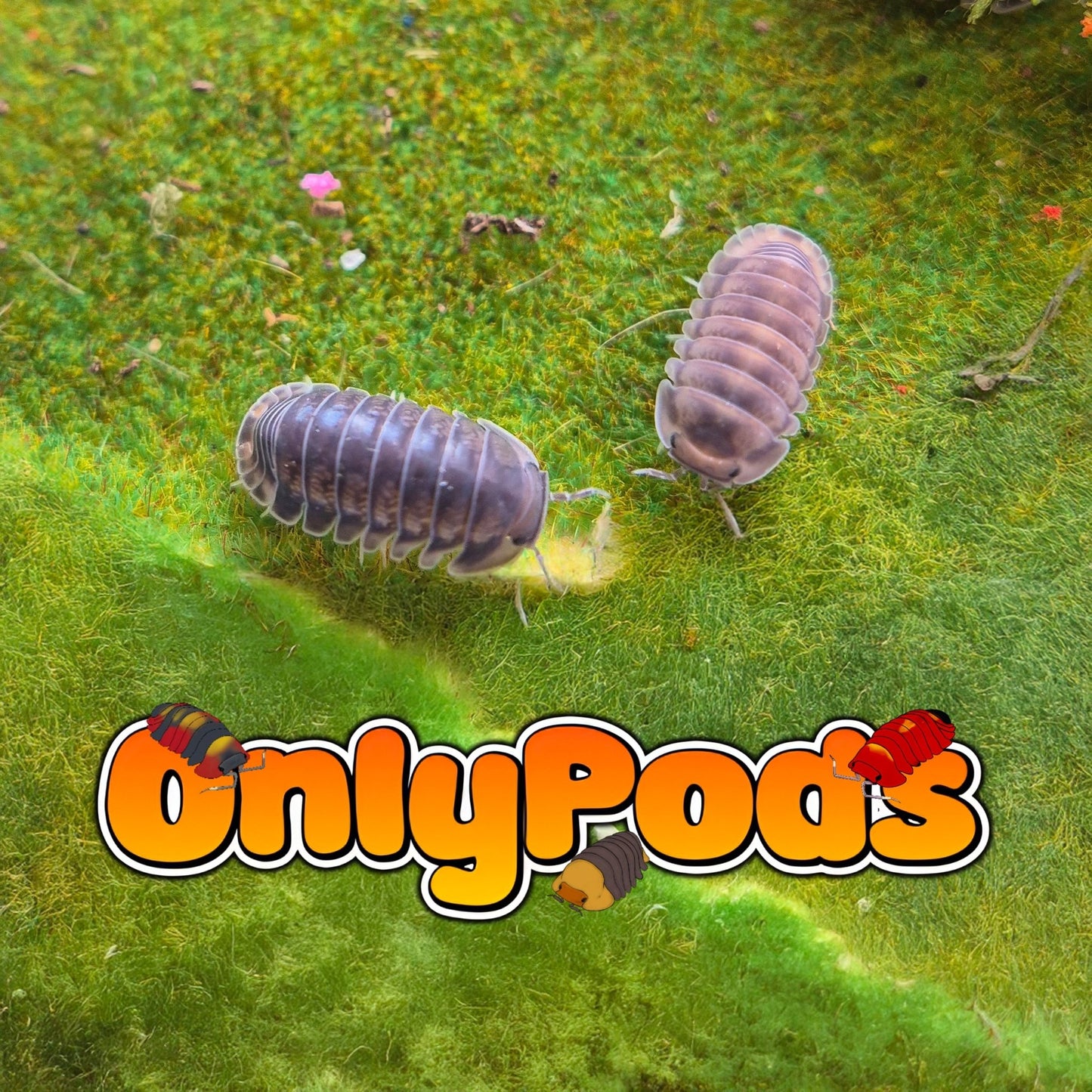 Cubaris Black Pak Chong Isopod for sale UK - OnlyPods