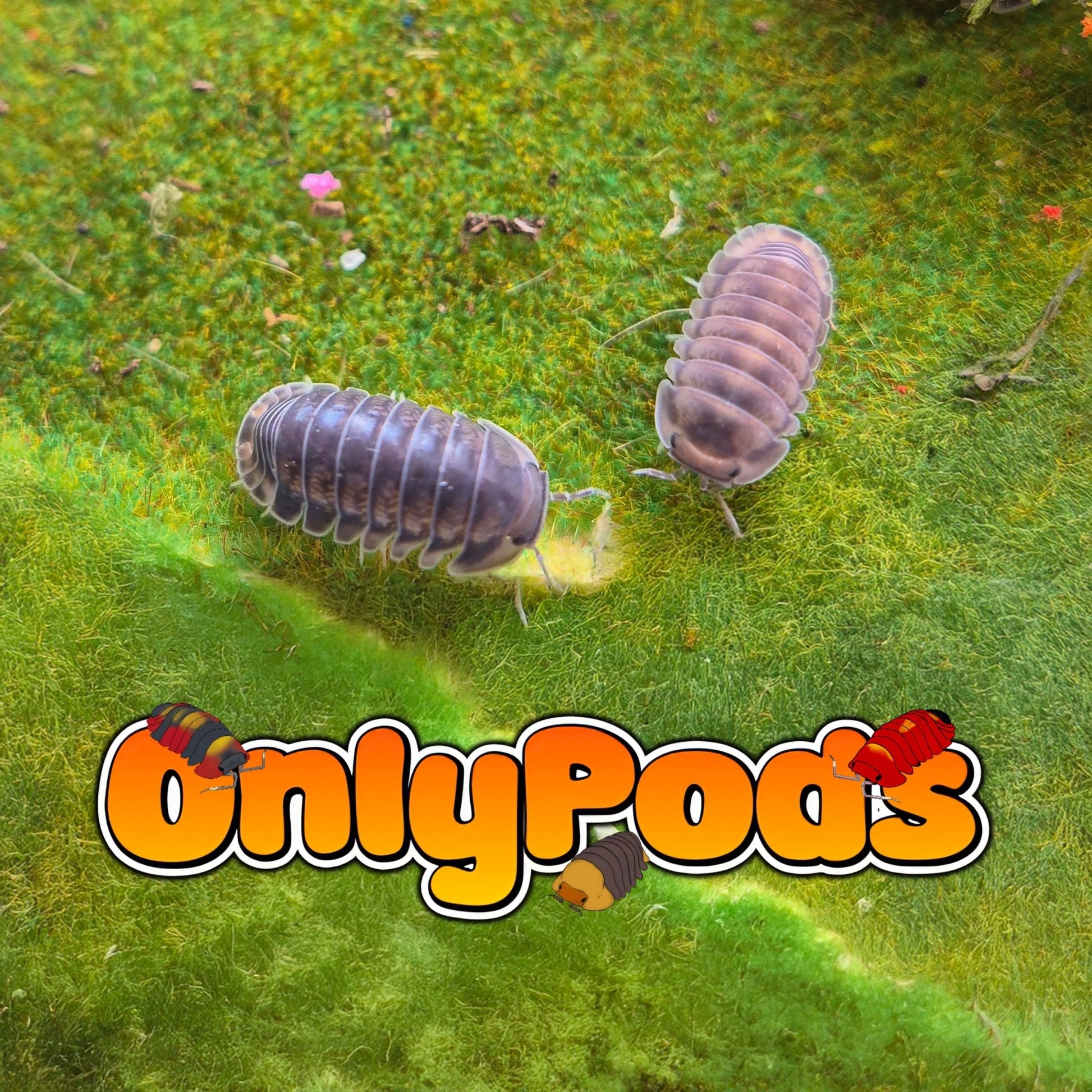 Cubaris Black Pak Chong Isopod for sale UK - OnlyPods