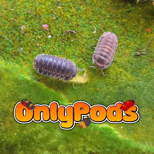 Cubaris Black Pak Chong Isopod for sale UK - OnlyPods