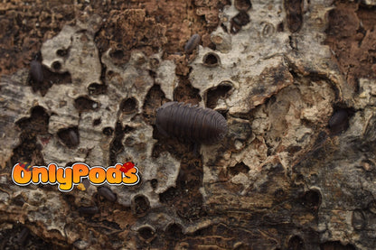 Cubaris Blue Pidgeon Isopod for sale UK - OnlyPods