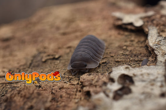 Cubaris Blue Pidgeon Isopod for sale UK - OnlyPods