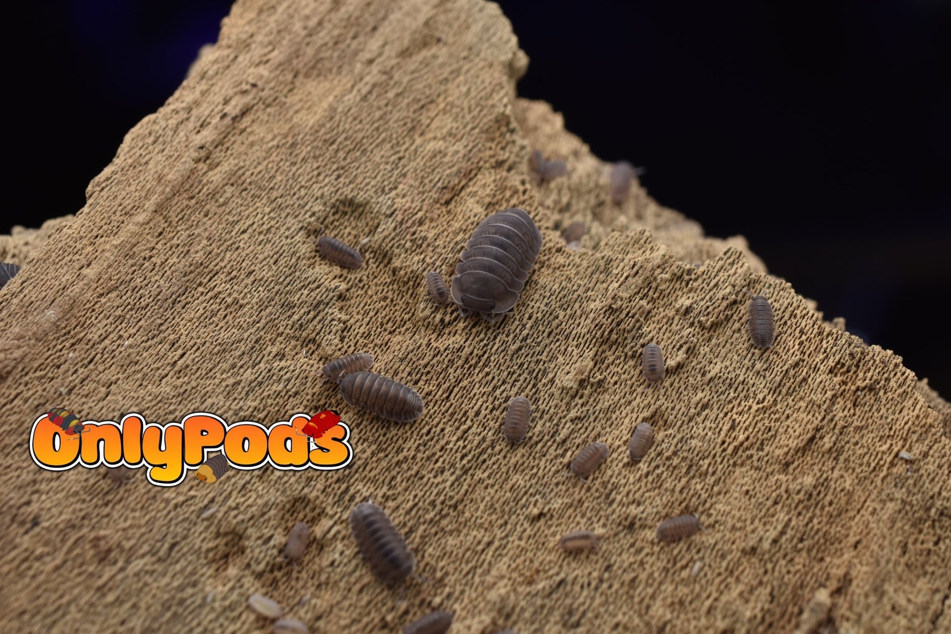 Cubaris Blue Pidgeon Isopod for sale UK - OnlyPods