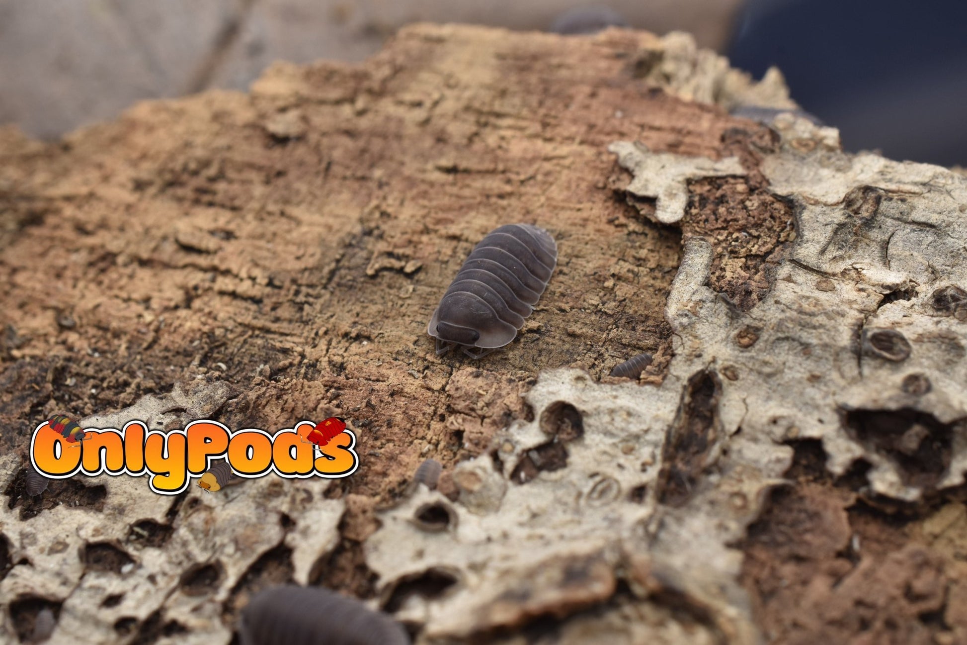 Cubaris Blue Pidgeon Isopod for sale UK - OnlyPods
