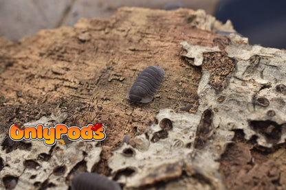 Cubaris Blue Pidgeon Isopod for sale UK - OnlyPods