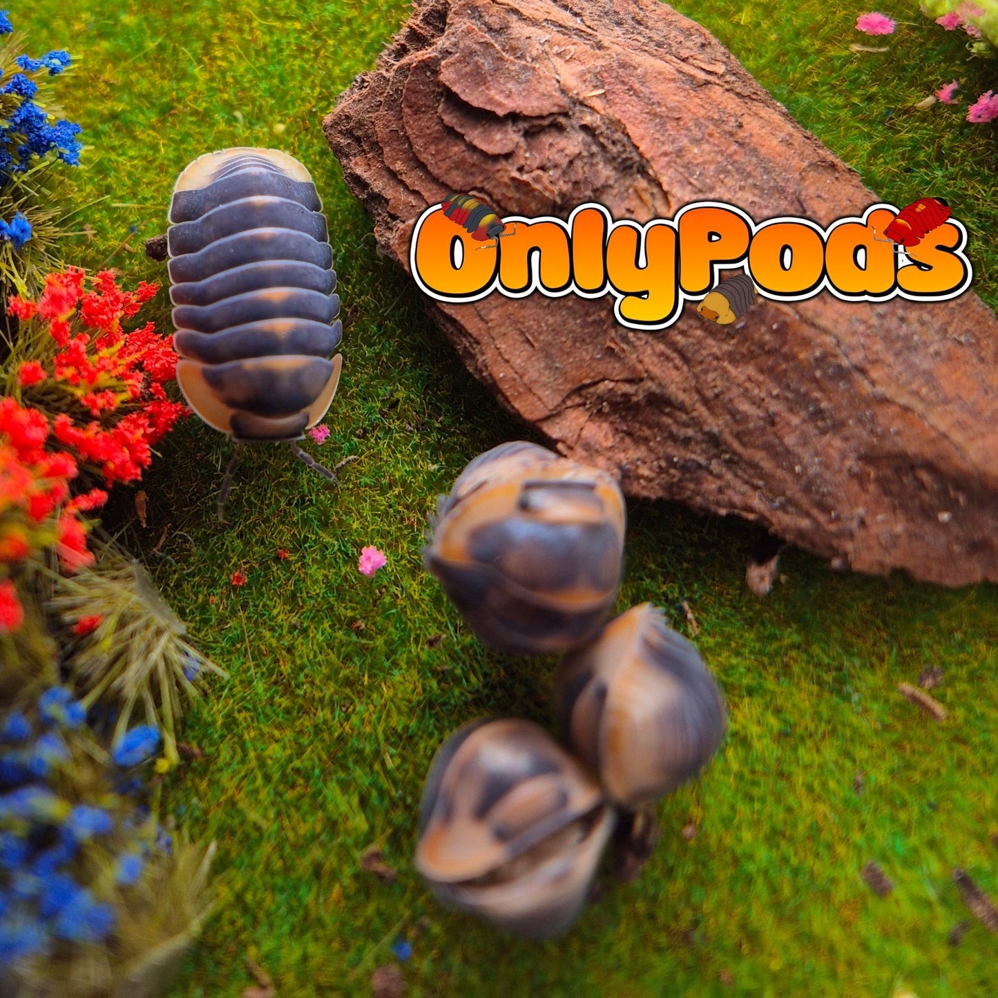Cubaris Blue Whale Flame Isopod for sale UK - OnlyPods