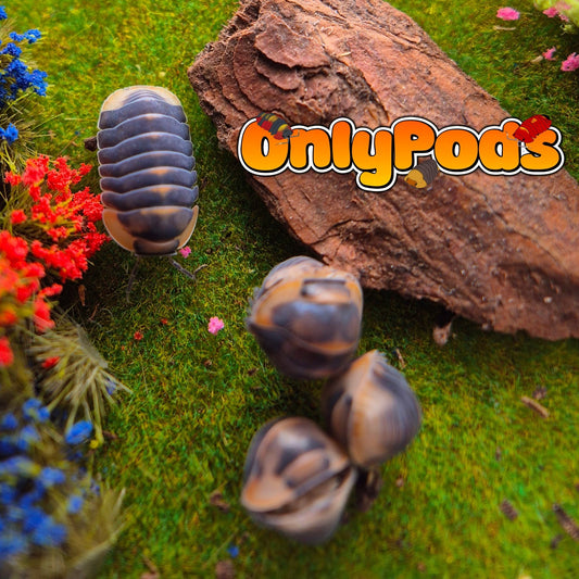 Cubaris Blue Whale Flame Isopod for sale UK - OnlyPods