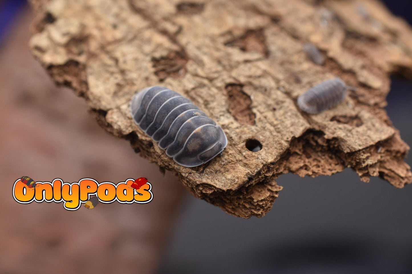 Cubaris Blue Whale Isopod for sale UK - OnlyPods
