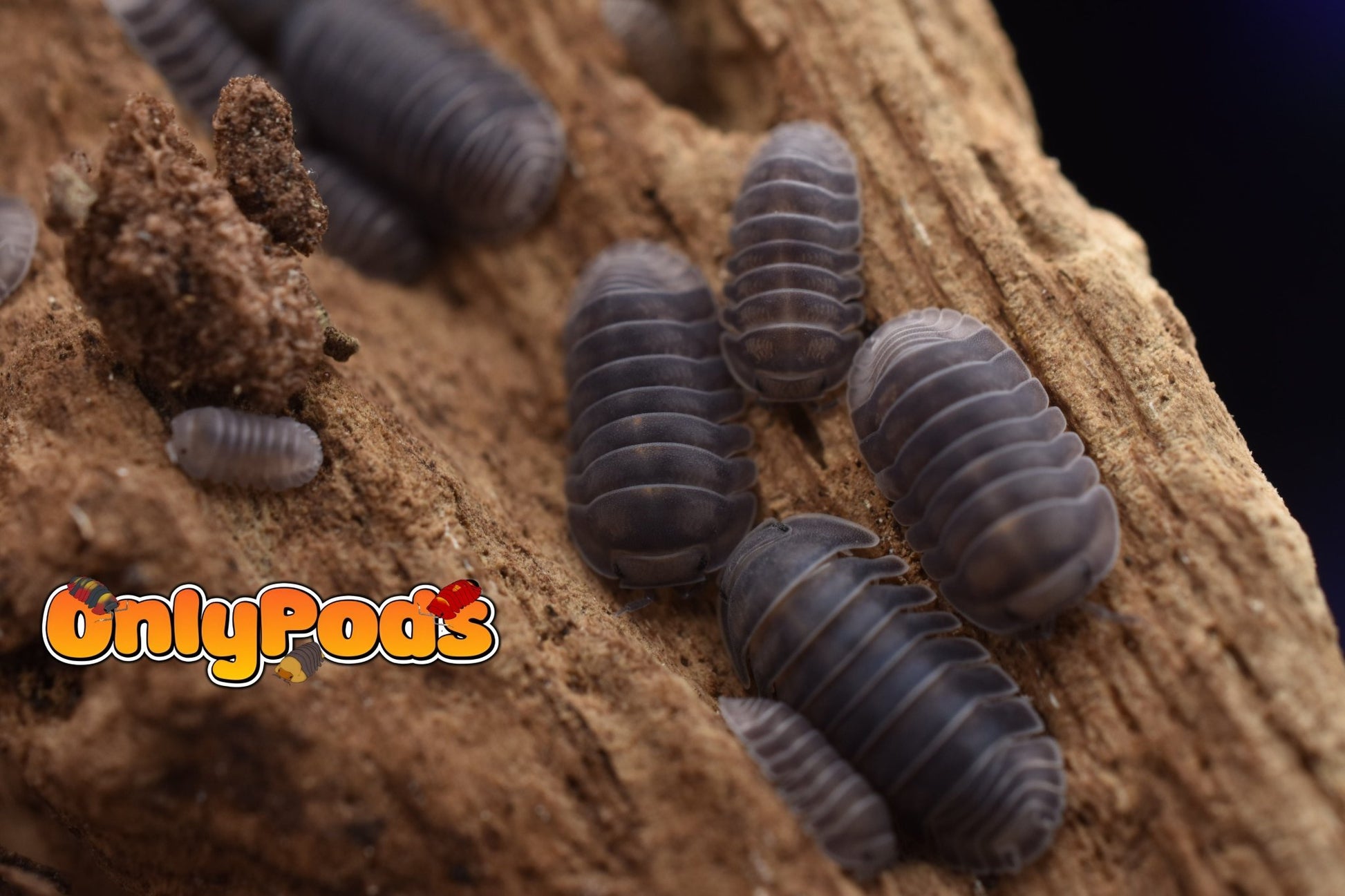 Cubaris Blue Whale Isopod for sale UK - OnlyPods