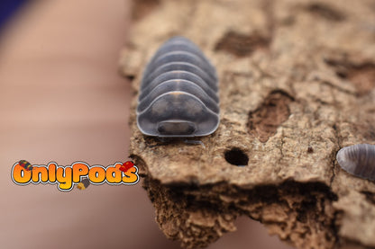 Cubaris Blue Whale Isopod for sale UK - OnlyPods