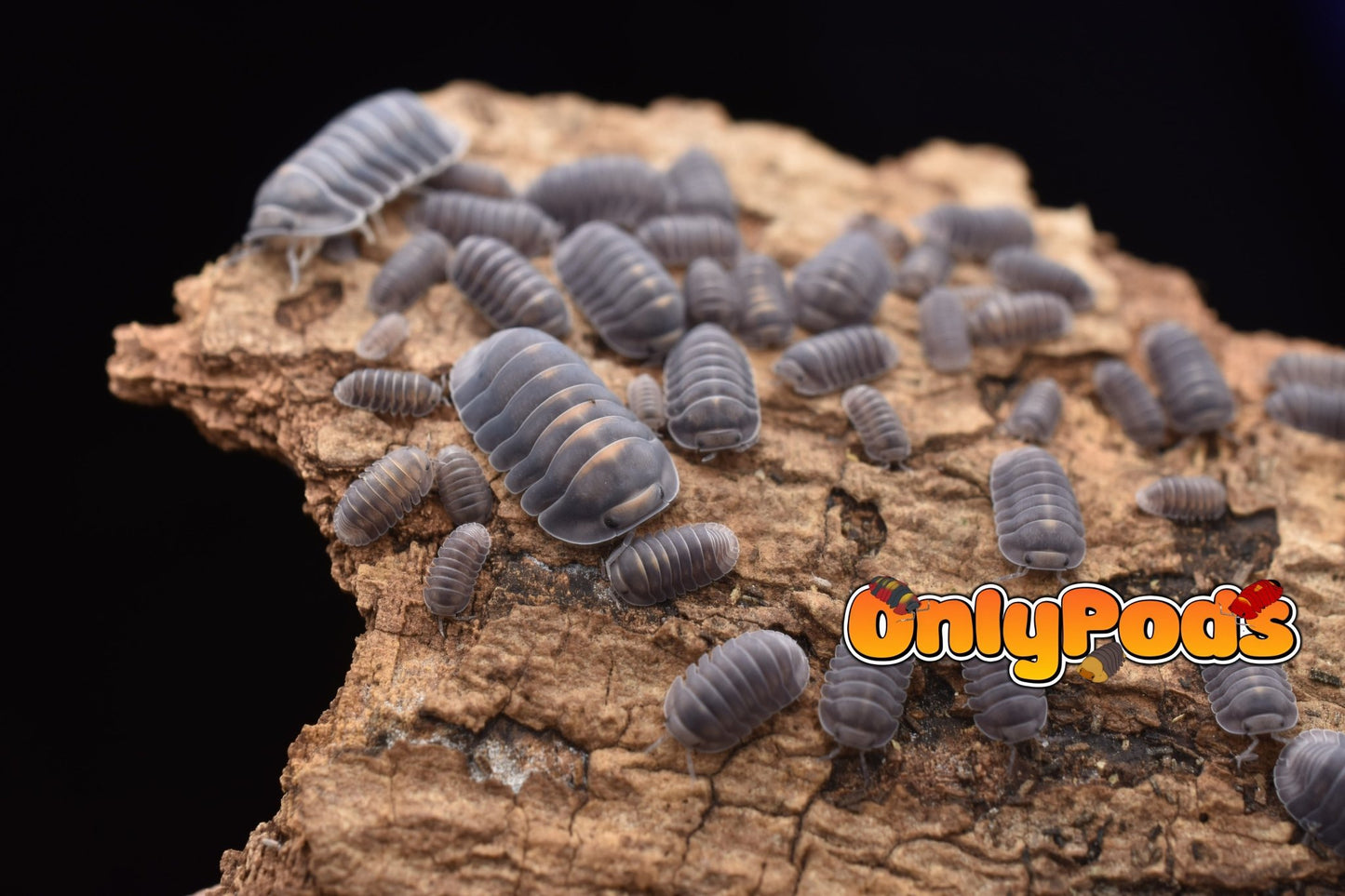 Cubaris Blue Whale Isopod for sale UK - OnlyPods