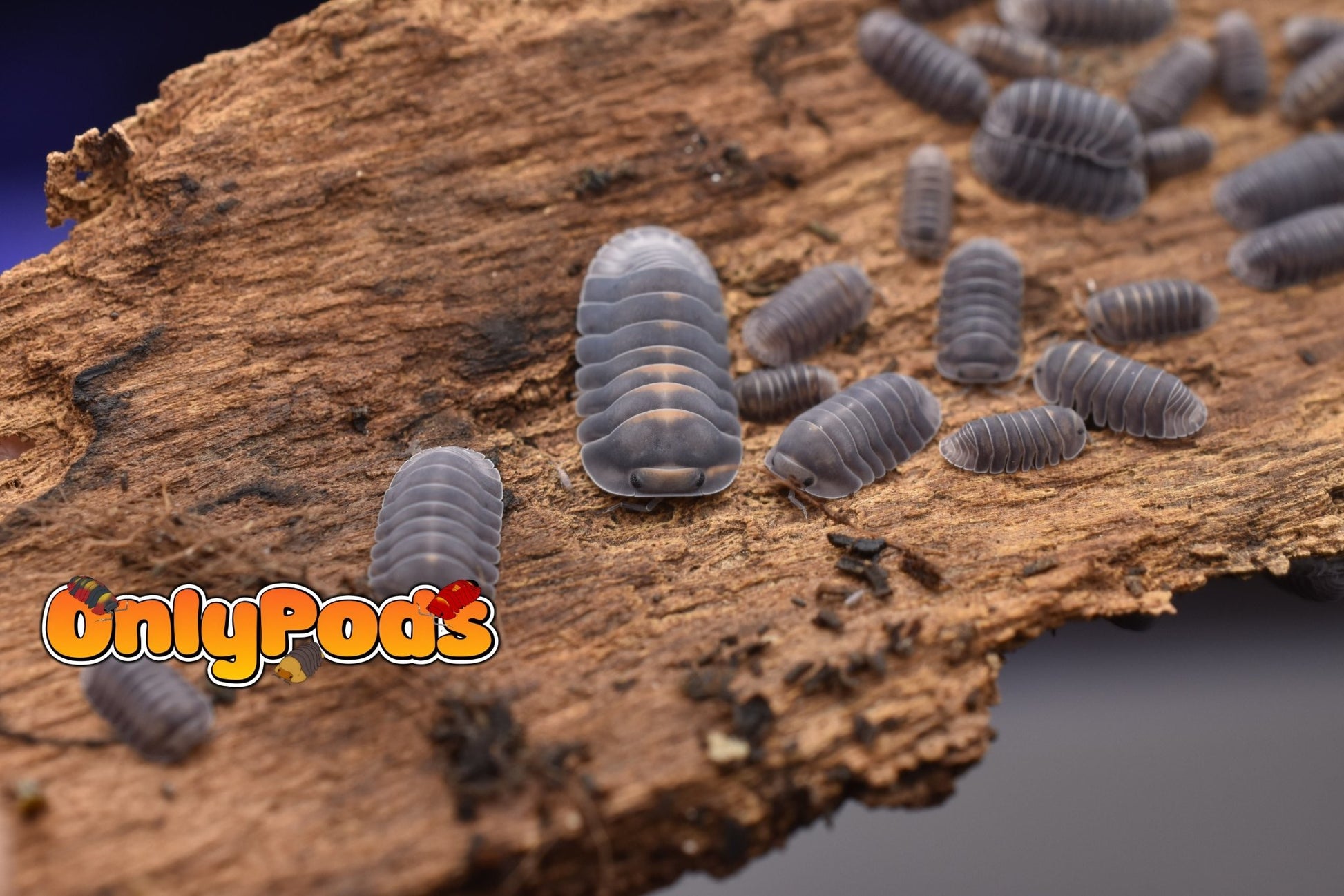 Cubaris Blue Whale Isopod for sale UK - OnlyPods