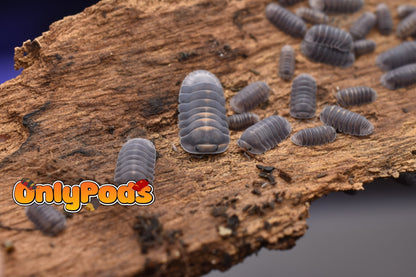 Cubaris Blue Whale Isopod for sale UK - OnlyPods