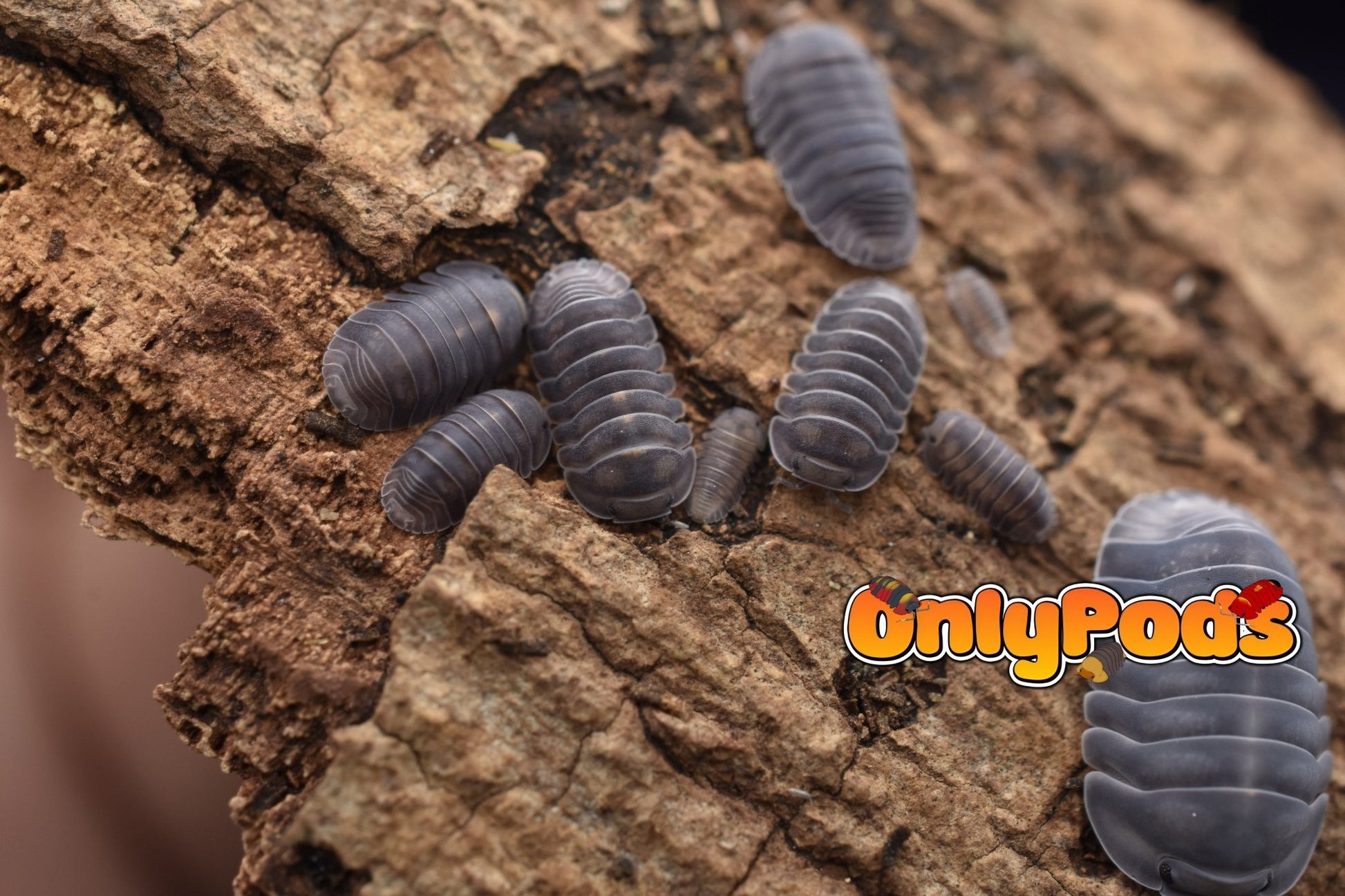 Cubaris Blue Whale Isopod for sale UK - OnlyPods