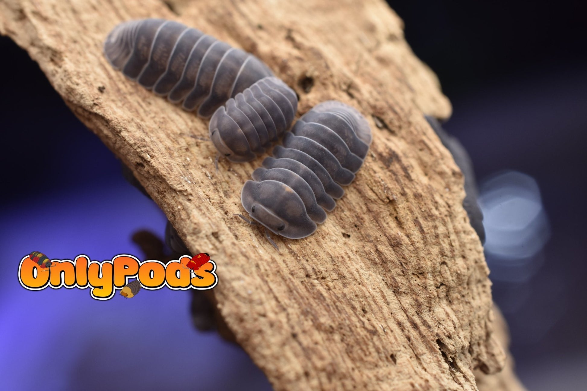 Cubaris Blue Whale Isopod for sale UK - OnlyPods