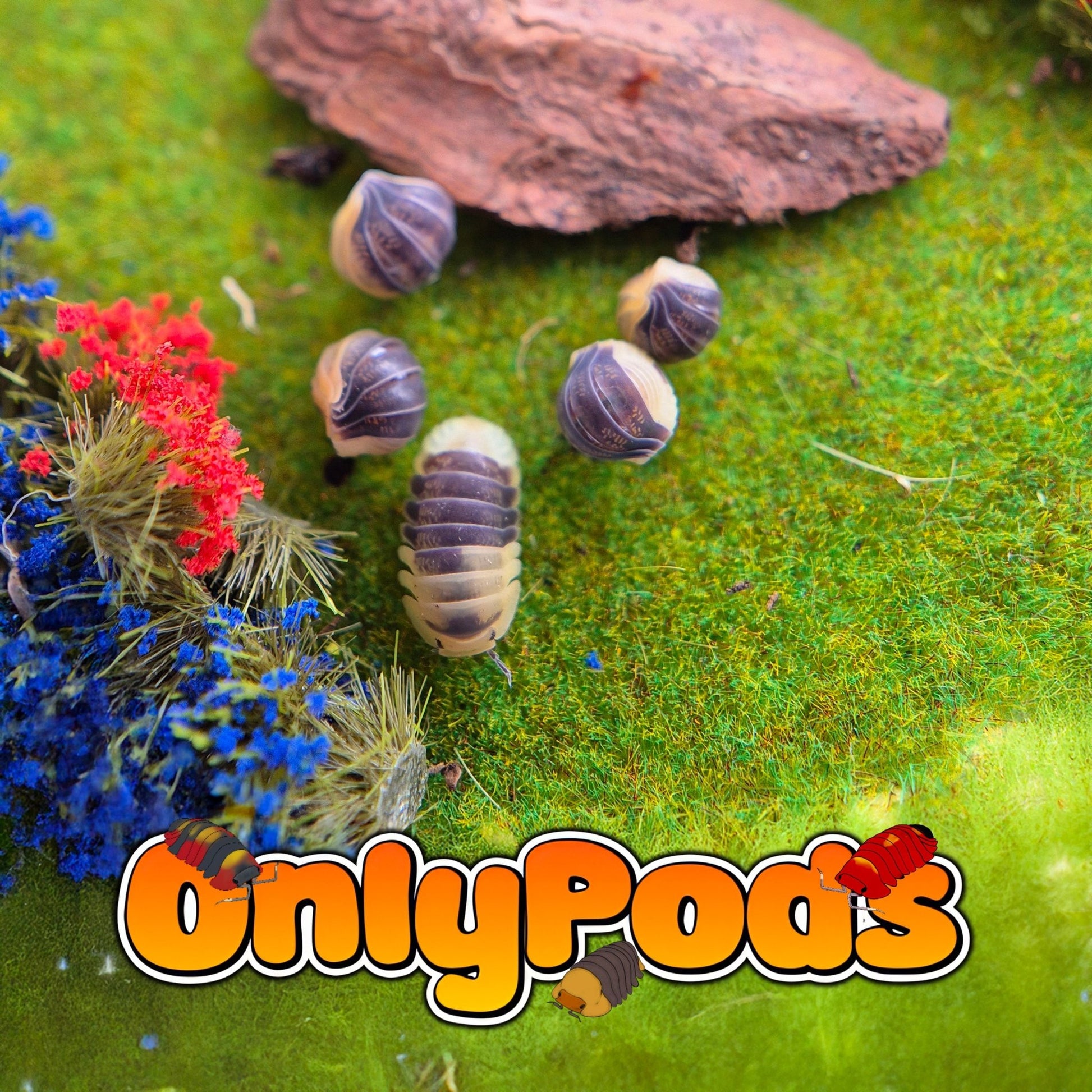 Cubaris Bumblebee Isopod for sale UK - OnlyPods