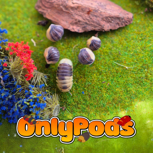 Cubaris Bumblebee Isopod for sale UK - OnlyPods