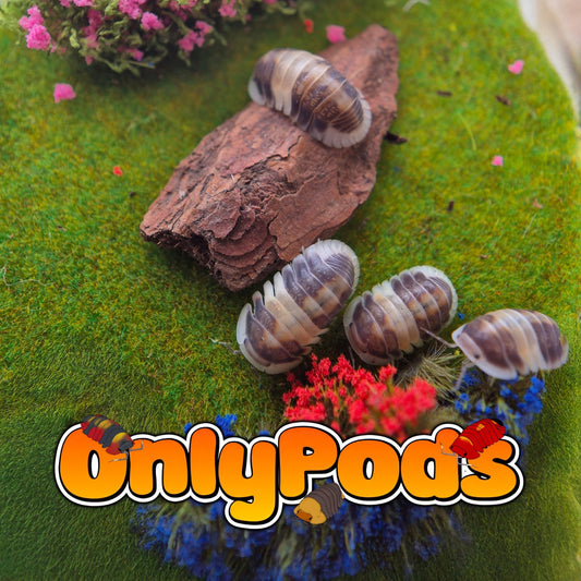 Cubaris Cappuccino Isopod for sale UK - OnlyPods