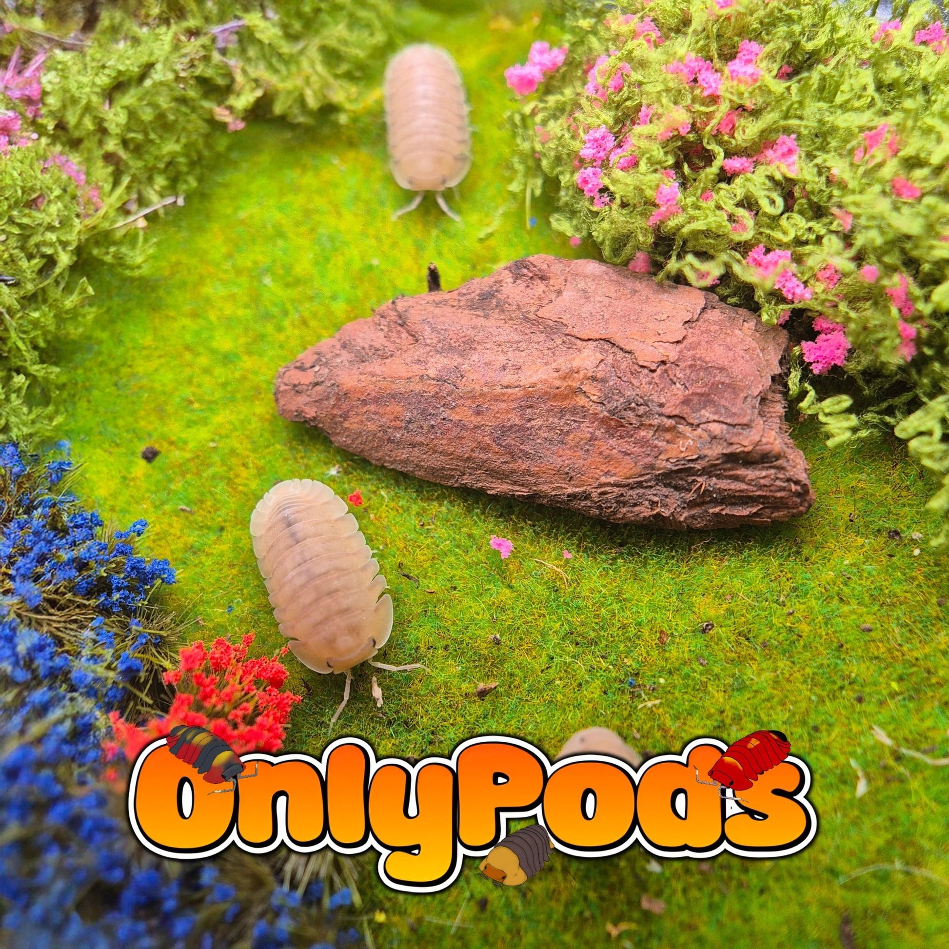 Cubaris Caramel Cream Isopod for sale UK - OnlyPods
