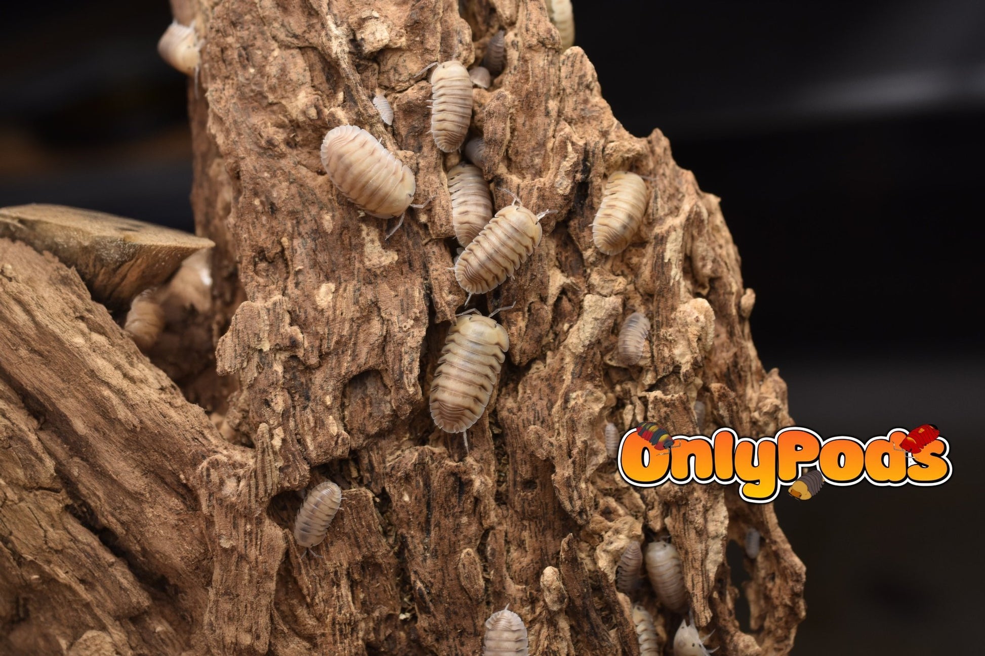 Cubaris Caramel Cream Isopod for sale UK - OnlyPods