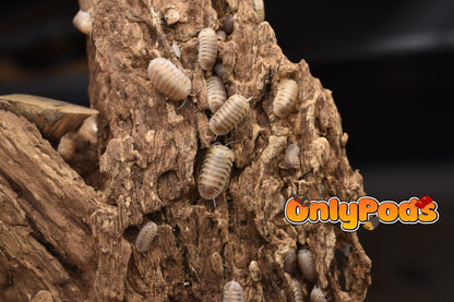 Cubaris Caramel Cream Isopod for sale UK - OnlyPods