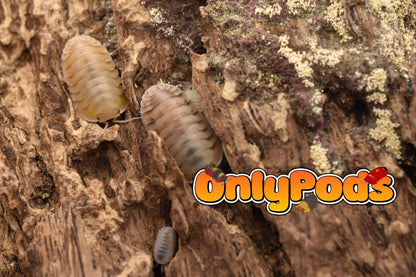 Cubaris Caramel Cream Isopod for sale UK - OnlyPods