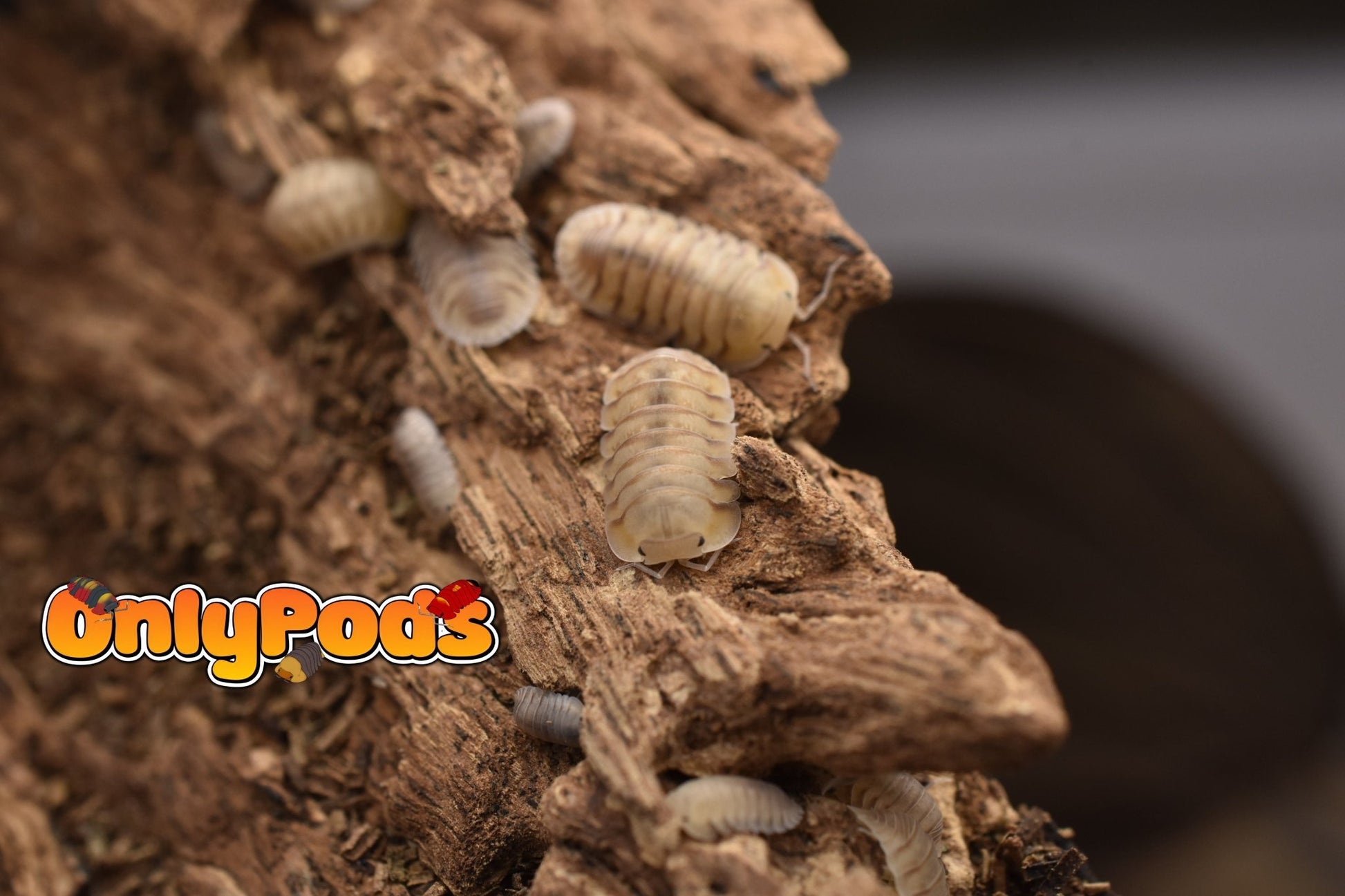 Cubaris Caramel Cream Isopod for sale UK - OnlyPods