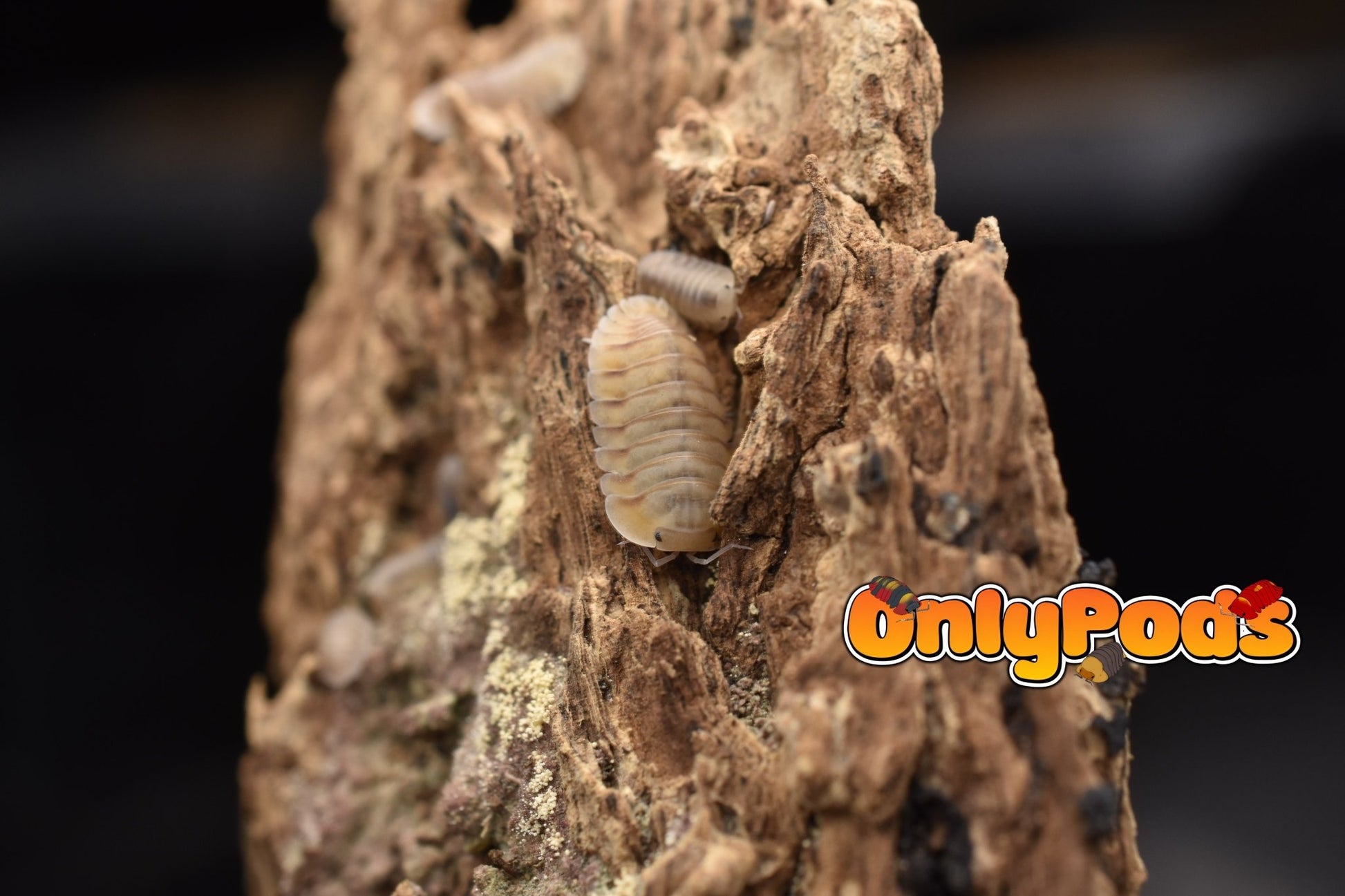 Cubaris Caramel Cream Isopod for sale UK - OnlyPods