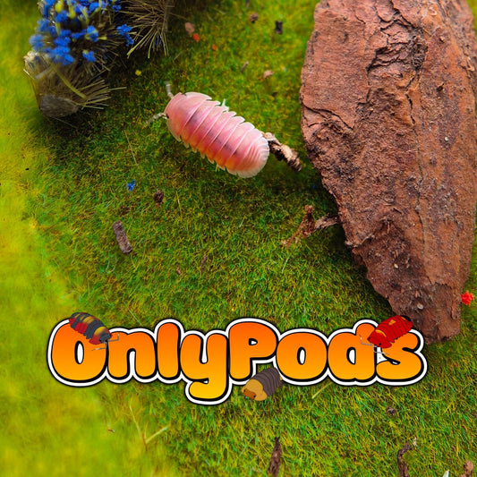Cubaris Cherry Blossoms Isopod for sale UK - OnlyPods