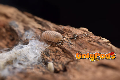 Cubaris Citrine Isopod for sale UK - OnlyPods