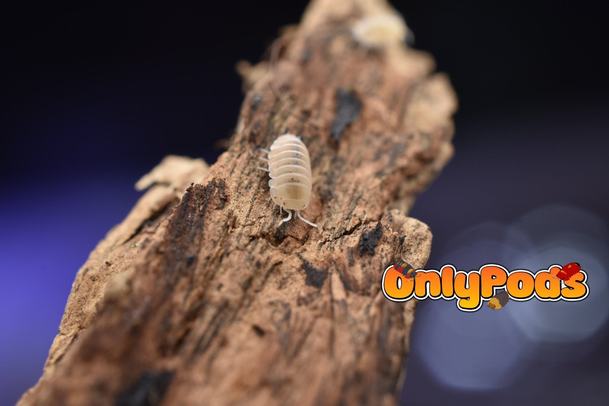 Cubaris Citrine Isopod for sale UK - OnlyPods