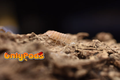 Cubaris Citrine Isopod for sale UK - OnlyPods