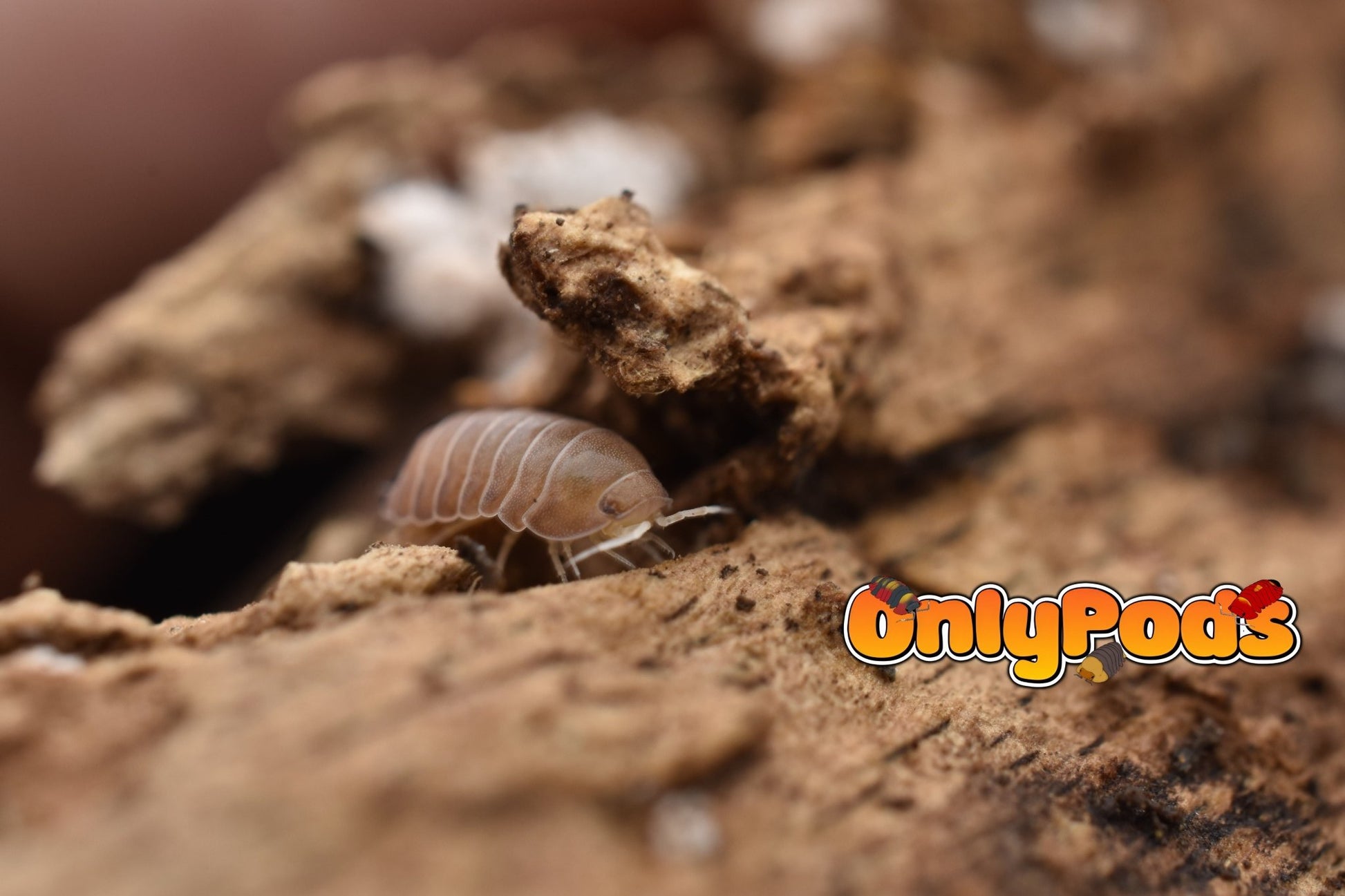 Cubaris Citrine Isopod for sale UK - OnlyPods