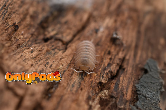 Cubaris Citrine Isopod for sale UK - OnlyPods