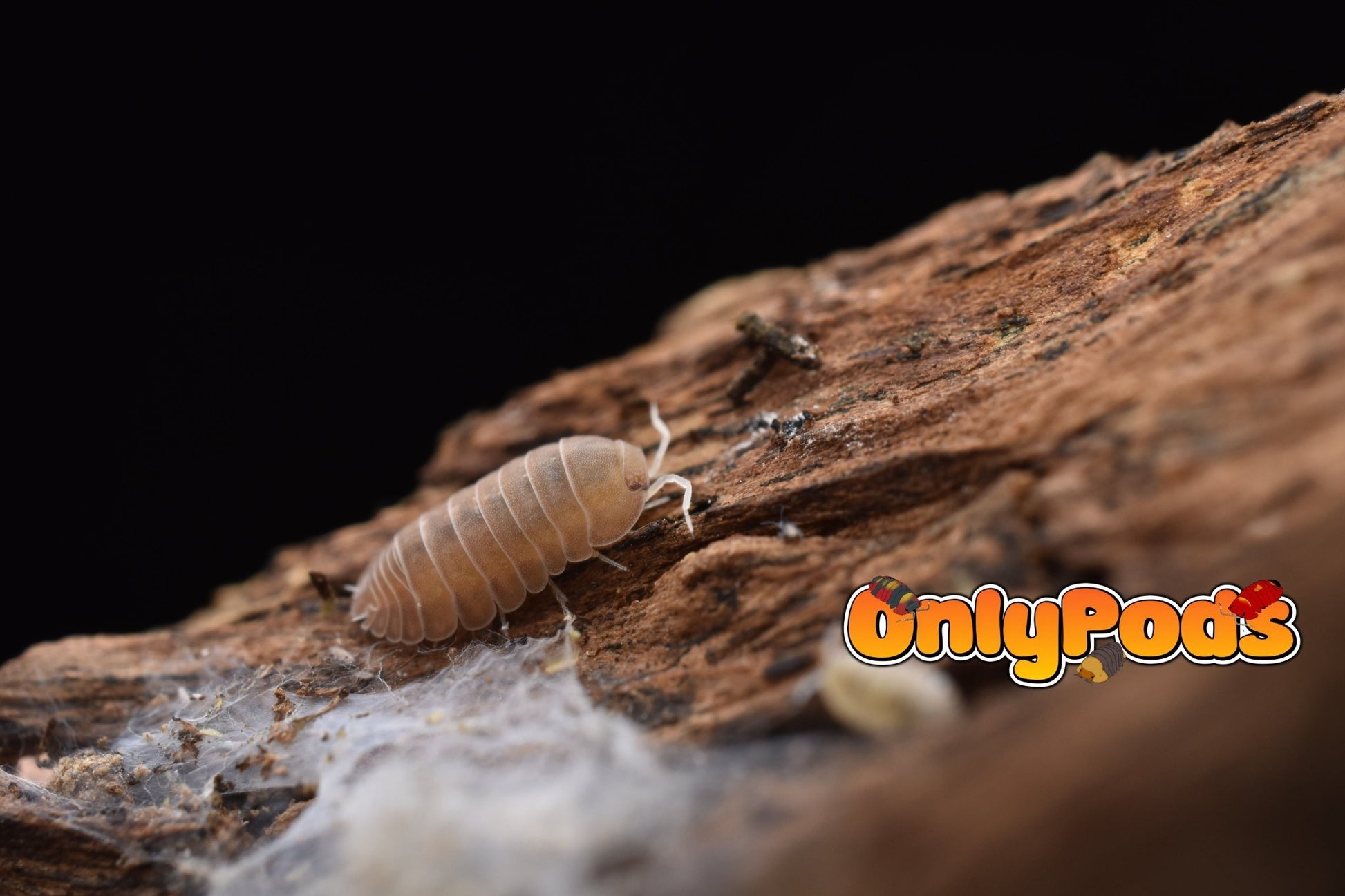Cubaris Citrine Isopod for sale UK - OnlyPods