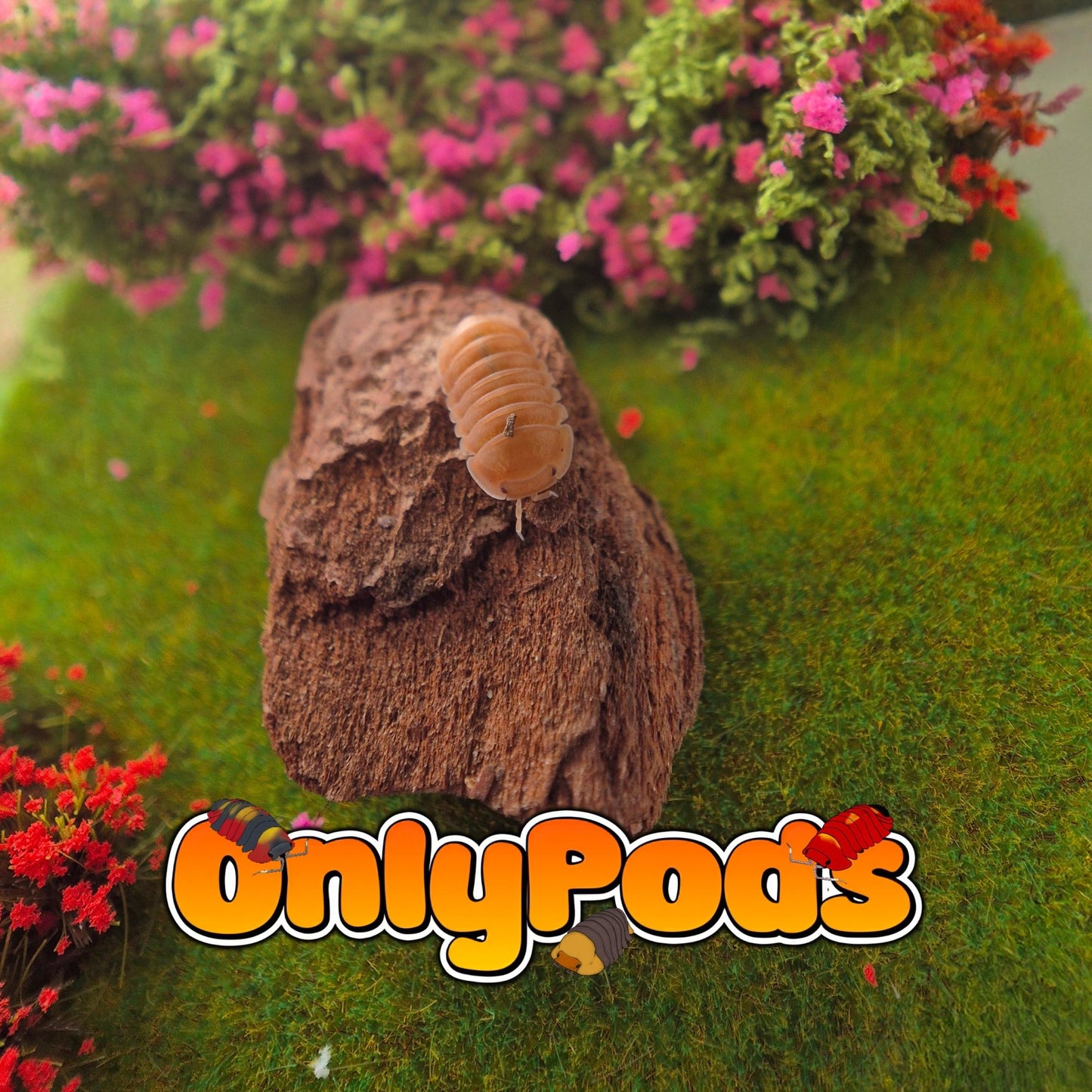 Cubaris Citrus Panda Isopod for sale UK - OnlyPods