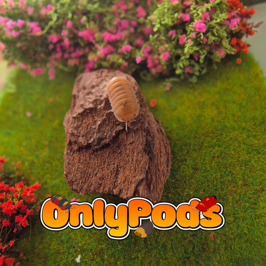 Cubaris Citrus Panda Isopod for sale UK - OnlyPods