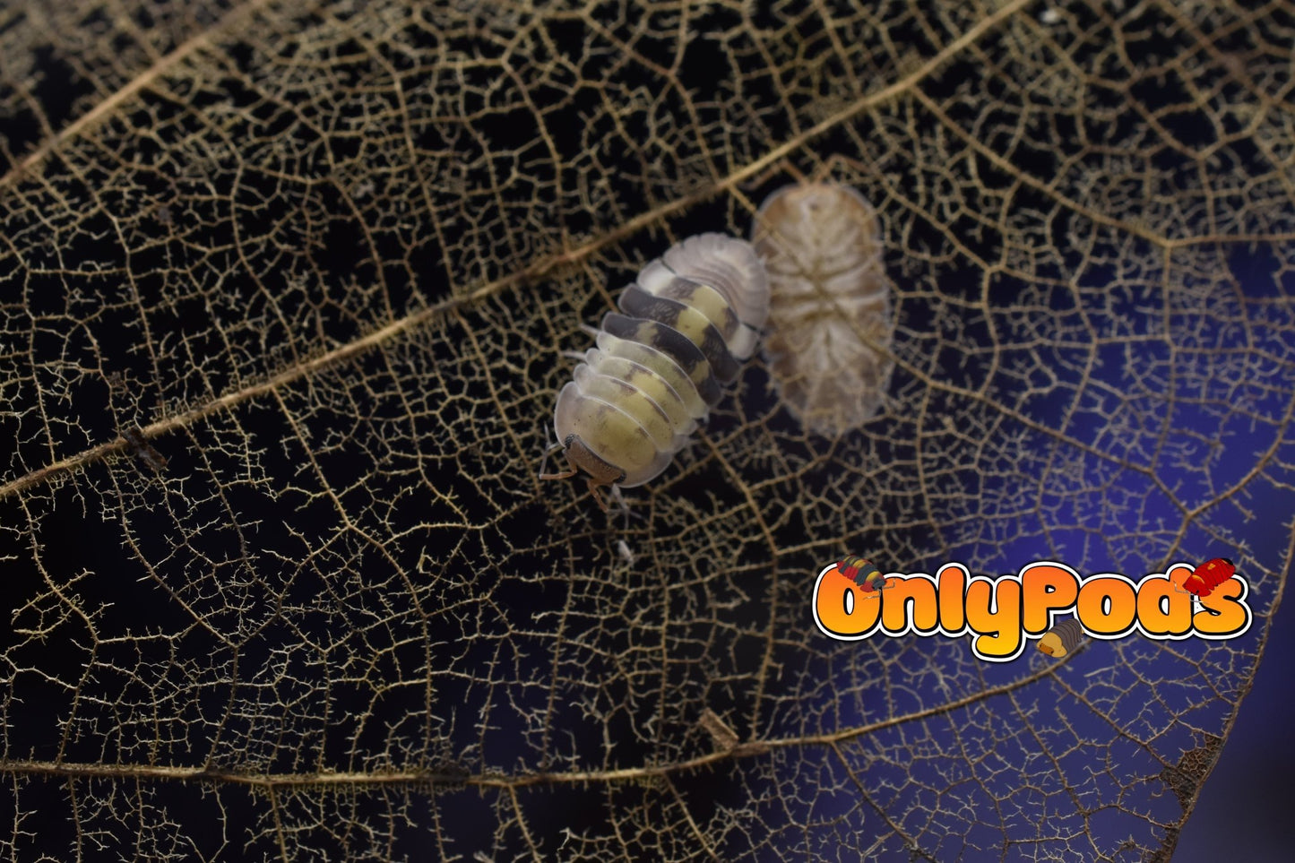 Cubaris Cliff Ducky Isopod for sale UK - OnlyPods