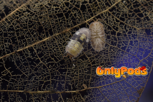 Cubaris Cliff Ducky Isopod for sale UK - OnlyPods